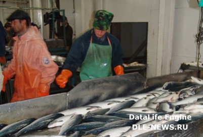 На Камчатке ликвидирован подпольный цех по переработке лосося, изъято свыше более 30 тонн рыбы и 800 кг красной икры