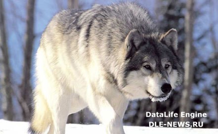 В Республике Алтай власти готовы потратить 2 млн рублей   на борьбу с волками