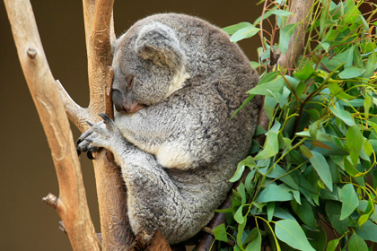 Сбежавший из вольера коала предпочел сон свободе