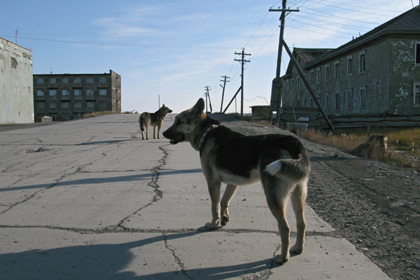 На главу поселка в Якутии завели дело из-за нападения собак на девочку