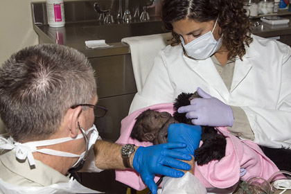 В Сан-Диего прооперировали рожденную с помощью кесарева сечения гориллу