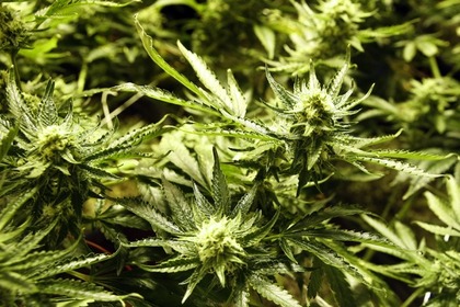 В Вашингтоне смягчили наказание за хранение марихуаны