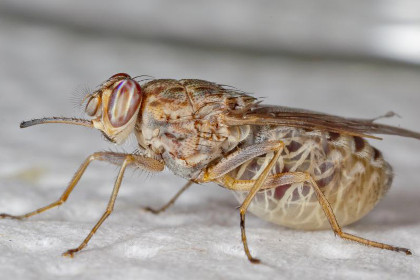 Генетики разгадали геном мухи цеце