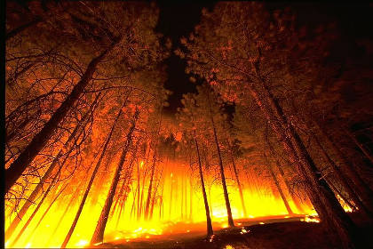 «Гринпис» уличила власти Приамурья в сокрытии крупнейшего лесного пожара