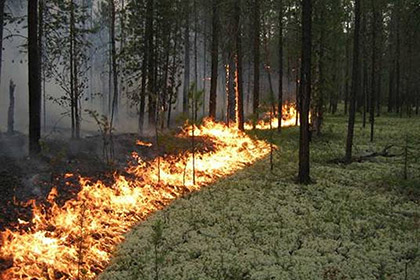В России с начала года произошло 2500 природных пожаров