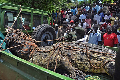 В Уганде поймали крокодила-людоеда весом в тонну