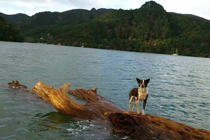 В Новой Зеландии спасли дрейфовавшую на коряге собаку