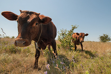 172 коровы с луганской фермы перешли на сторону России