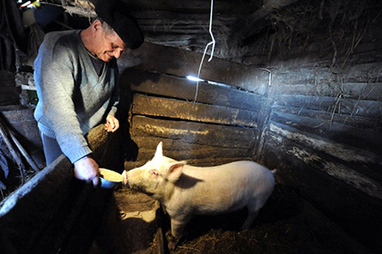 На Украине обязали регистрировать всех коров и свиней