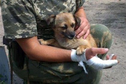 Украинские пограничники рассказали о спасавшей их от обстрелов собаке