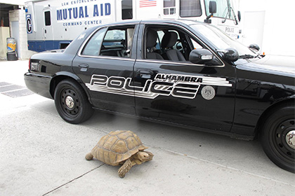Американские полицейские с трудом догнали гигантскую черепаху