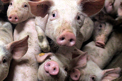 Бельгийские свиноводы потеряли 40 миллионов евро из-за России