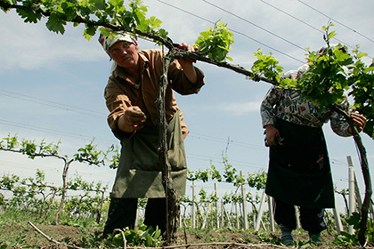 Молдавское правительство компенсирует потери фермеров