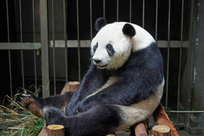 Панда из китайского зоопарка притворялась беременной ради улучшенного питания
