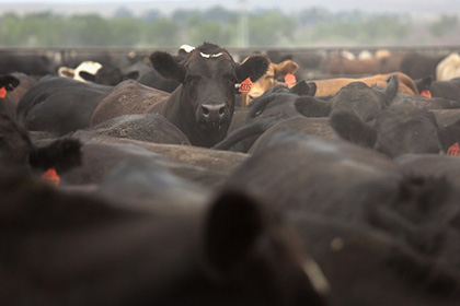 Россельхознадзор задумался о полном запрете импорта говядины из США