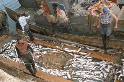 Счетная палата обнаружила масштабный экспорт рыбы через офшоры