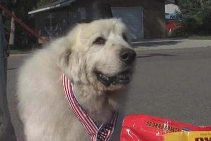 Жители американского поселка избрали своим мэром пса