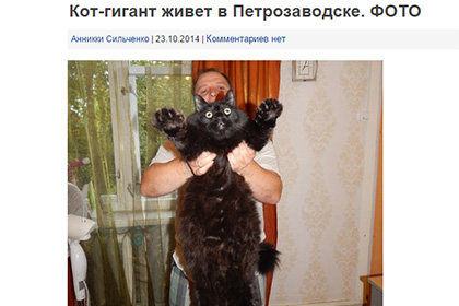 Семья из Петрозаводска похвасталась котом-гигантом