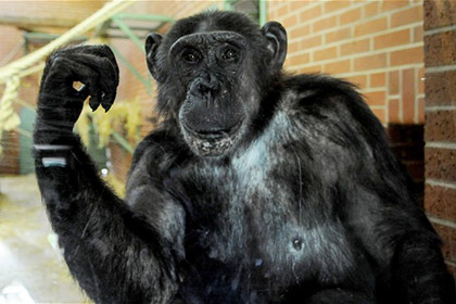 Суд Нью-Йорка рассмотрит право шимпанзе на личную свободу