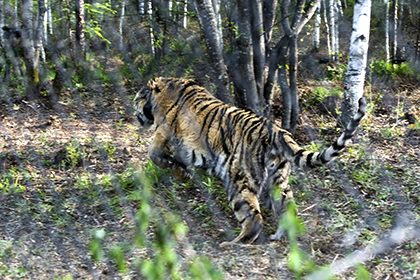 В Китае пообещали присмотреть за тигром Путина