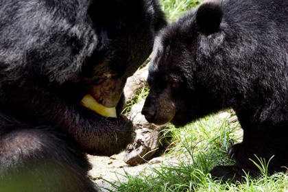 В США запретили селфи с медведями