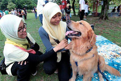 Власти Малайзии озаботились поглаживанием собак