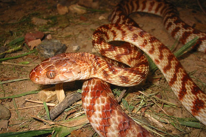 В Австралии полутораметровая змея свела счеты с жизнью