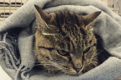 Кошке Матроске предрекли судьбу туристического бренда Приморья