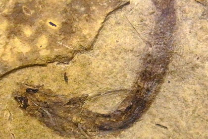 Обнаружены древнейшие следы зрения у позвоночных