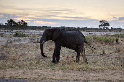 Охотничий клуб в Техасе продаст право убить африканского слона