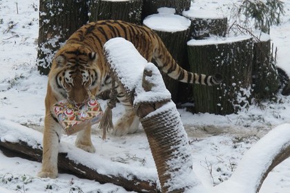 Тигрица Таня научилась лепить снежные шары