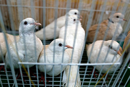 Ученые провели эксперимент с голубями в грузовике