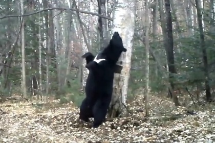 В приморском нацпарке засняли «танцующего» с деревом медведя