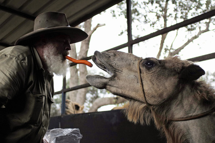 Возбужденный верблюд растоптал двух фермеров в Техасе
