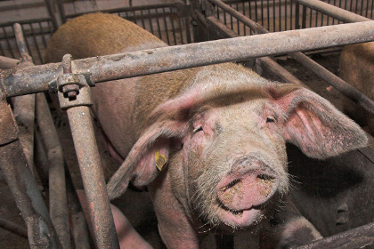 Жительница Приморья пойдет под суд за употребление своей свиньи в пищу