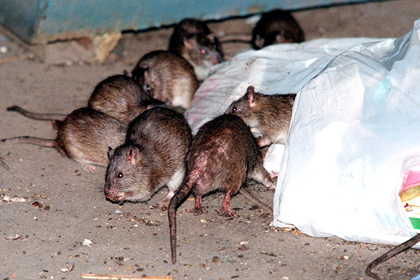 У крыс в Нью-Йорке нашли блох-возбудителей бубонной чумы