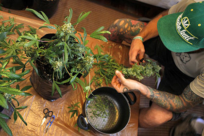 В Латвии предложили легализовать марихуану