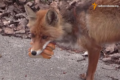 Чернобыльский лис сделал себе бутерброд