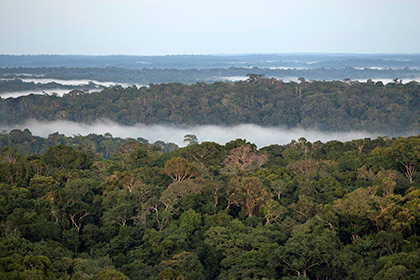 Древняя Амазония оказалась цветущим садом с многомиллионным населением