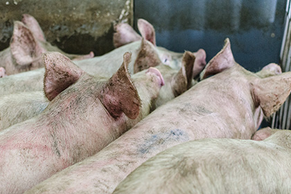 На Украине ликвидировали 48 тысяч свиней за десять дней