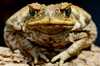 Борьба змей с ядом жаб указала на ограниченность эволюции