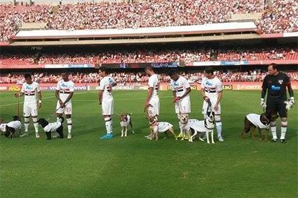 Пес на поводке у футболиста «Сан-Паулу» справил нужду на поле под гимн Бразилии