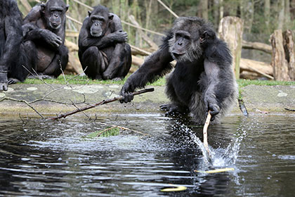 Расправу самки шимпанзе с дроном назвали проявлением смекалки