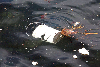 В желудках 90 процентов морских птиц нашли пластик