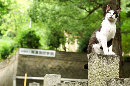 Японcкий город покажут туристам глазами кошки