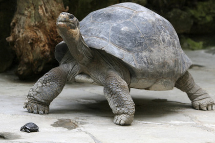 На Галапагосских островах обнаружили новый вид гигантской черепахи