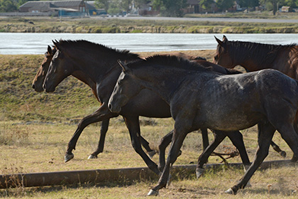 В Казахстане лошадям вживят GPS-датчики