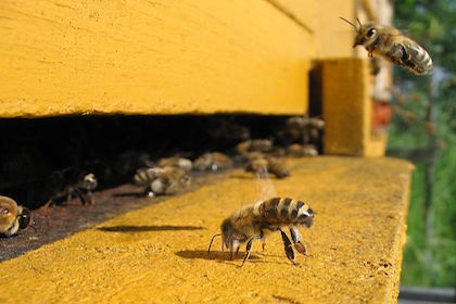 Ученые выявили древнейших пчеловодов
