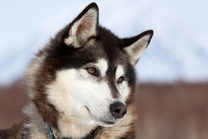 За полярным кругом нашли древнейших породистых собак