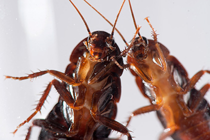 Ученые объяснили борьбу тараканов с одиночеством